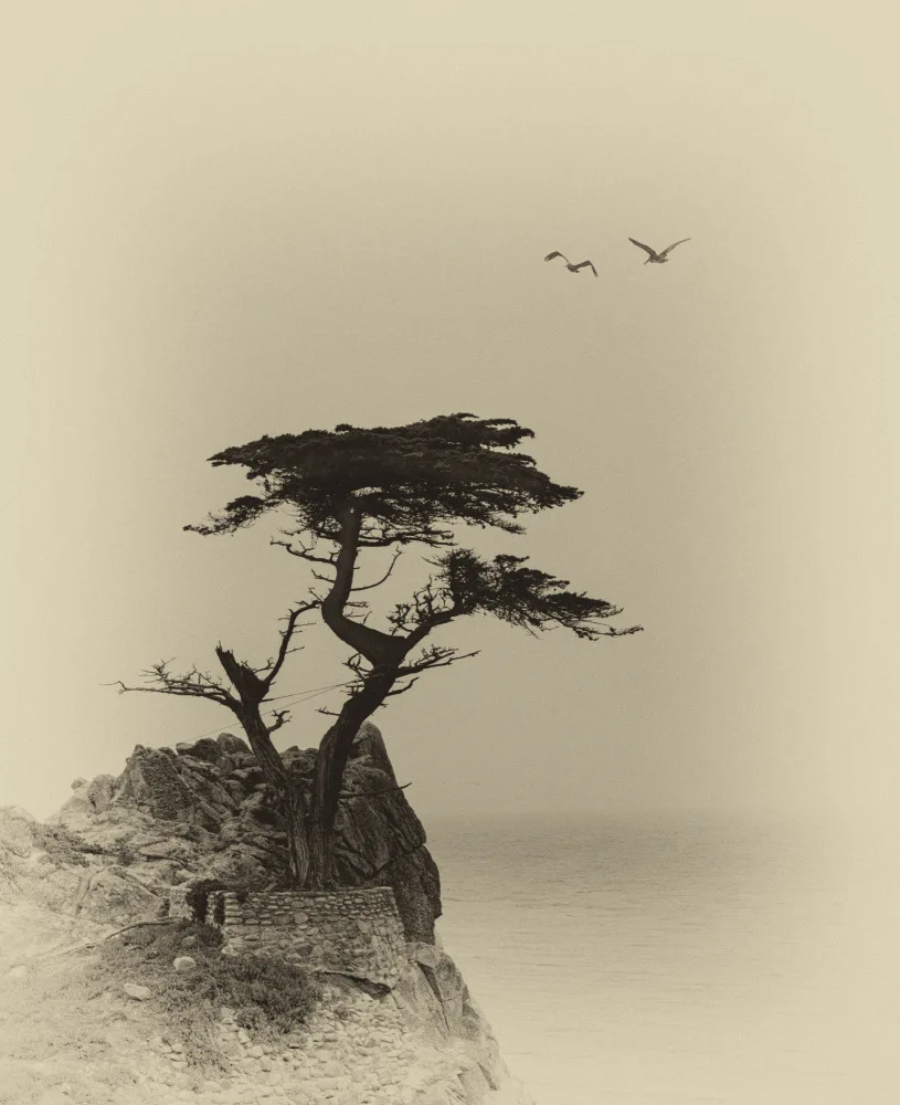 NanZ: Lonely Tree