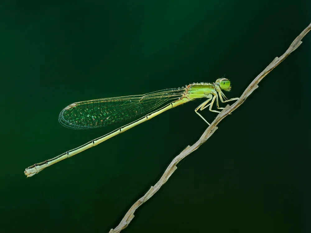 Hirai, Takiko: thread dragonfly