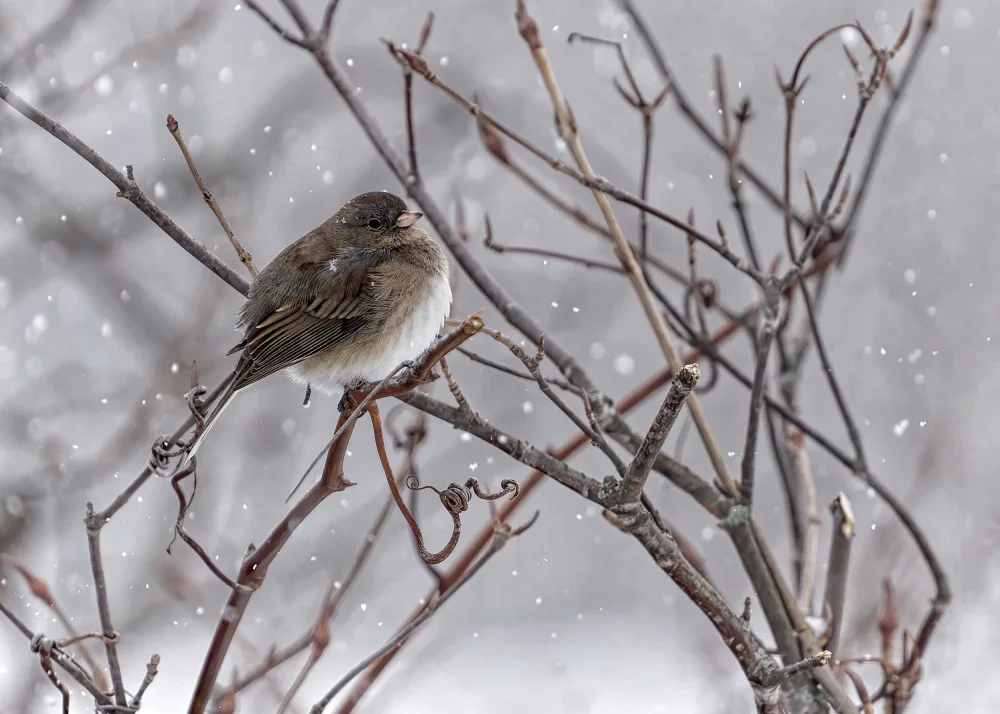 Gagnon, Lucie: On a Snowy Winter Day