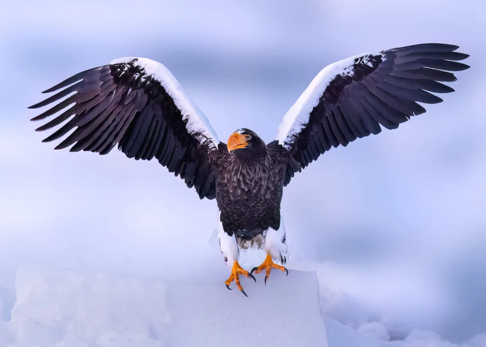 Lu, James: Seeadler in Hokkaido