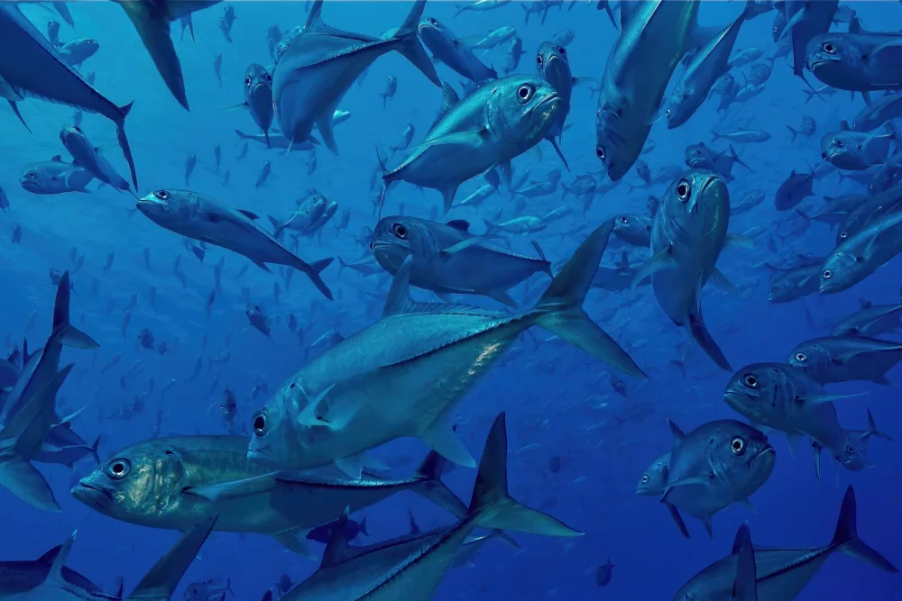 Melesan, Serge: Jack fish