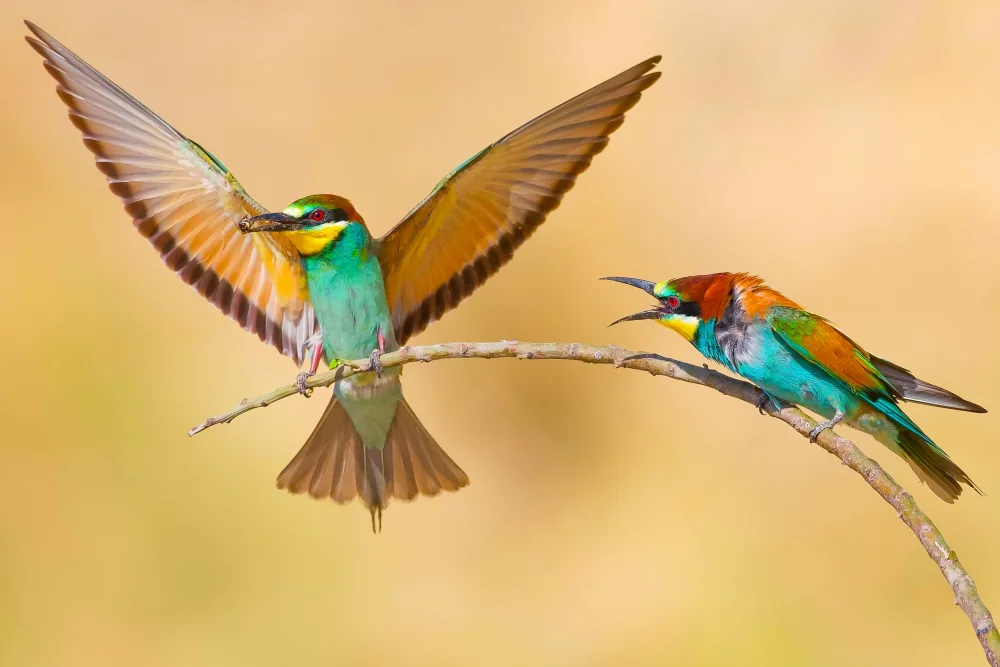 Manusevich, David: Bee-eaters
