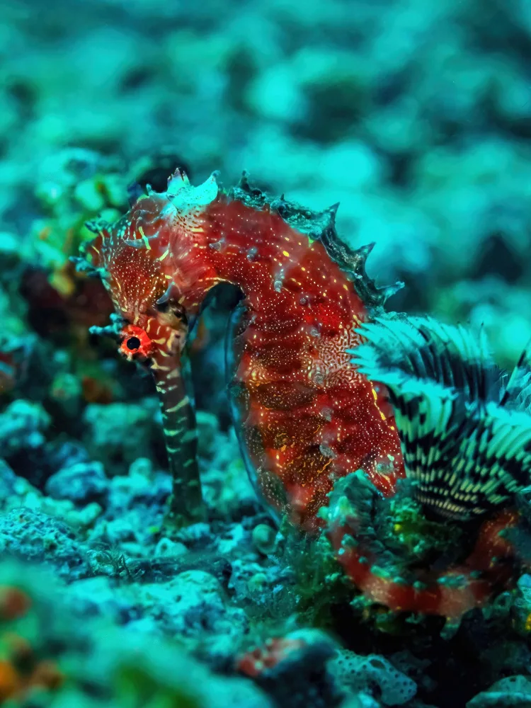 Melesan, Serge: Seahorse portrait