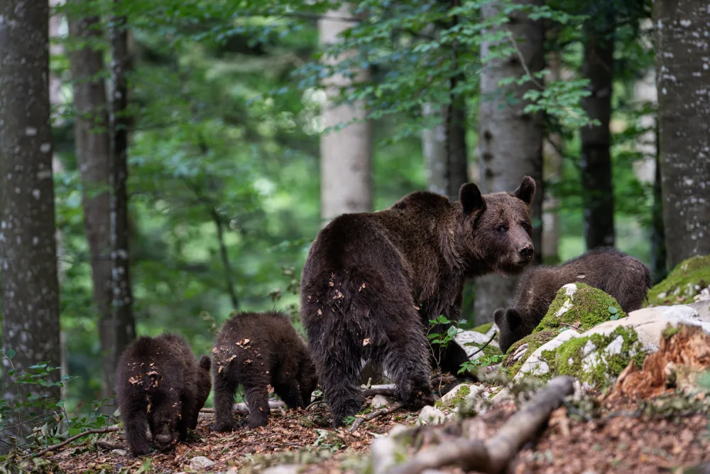 Alicke, Bjoern: bear family