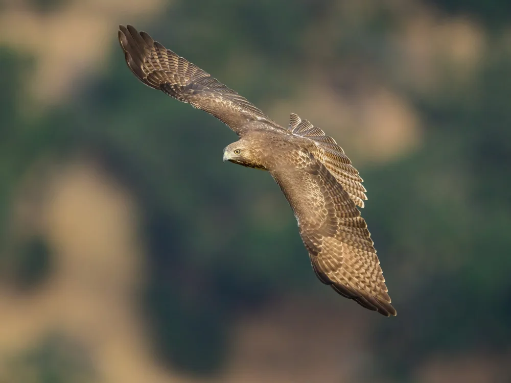 Wang, Moses: Red-tailed Hawk