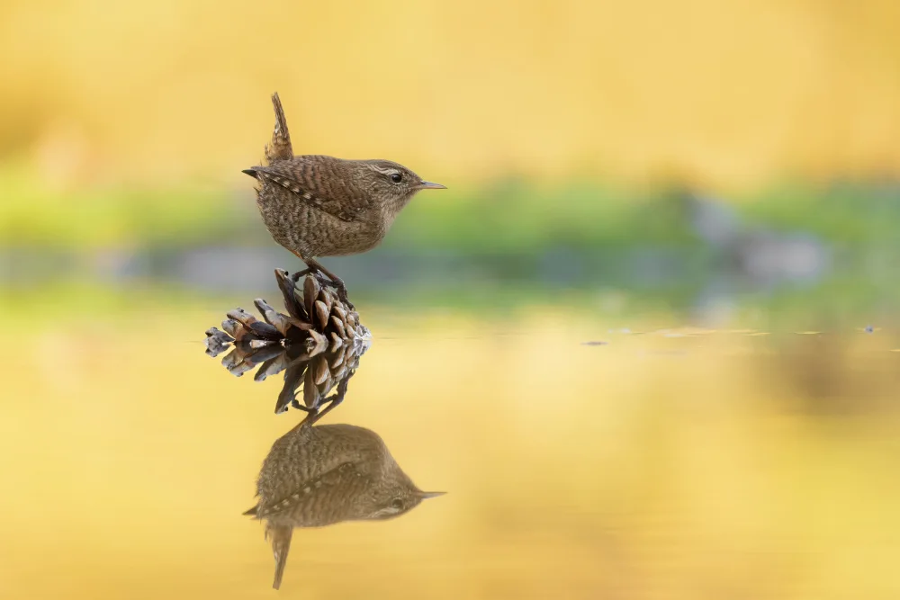 Francesco: Eurasian wren - Scricciolo - Troglodytes troglodytes