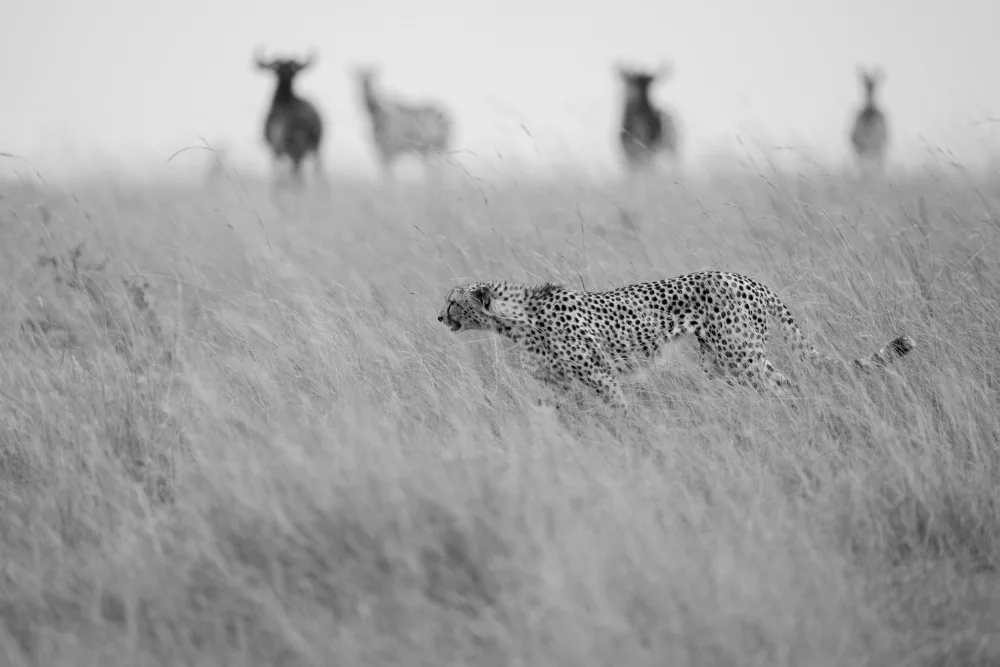 Dhesi, Rajat: Prey and Predator
