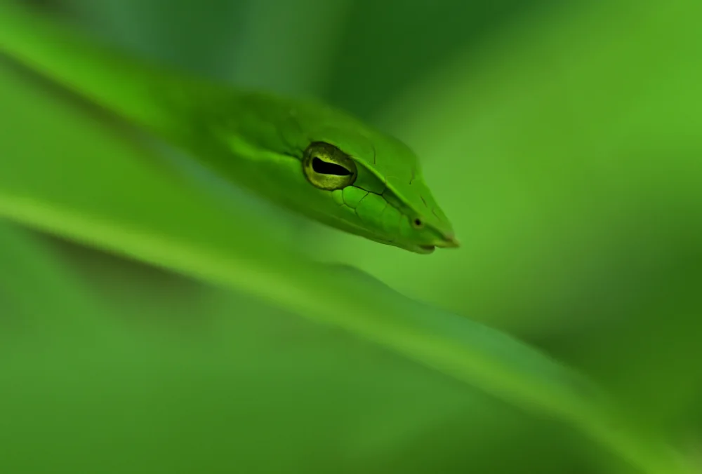 Tambe, Kedar: Vine snake blending in habitat