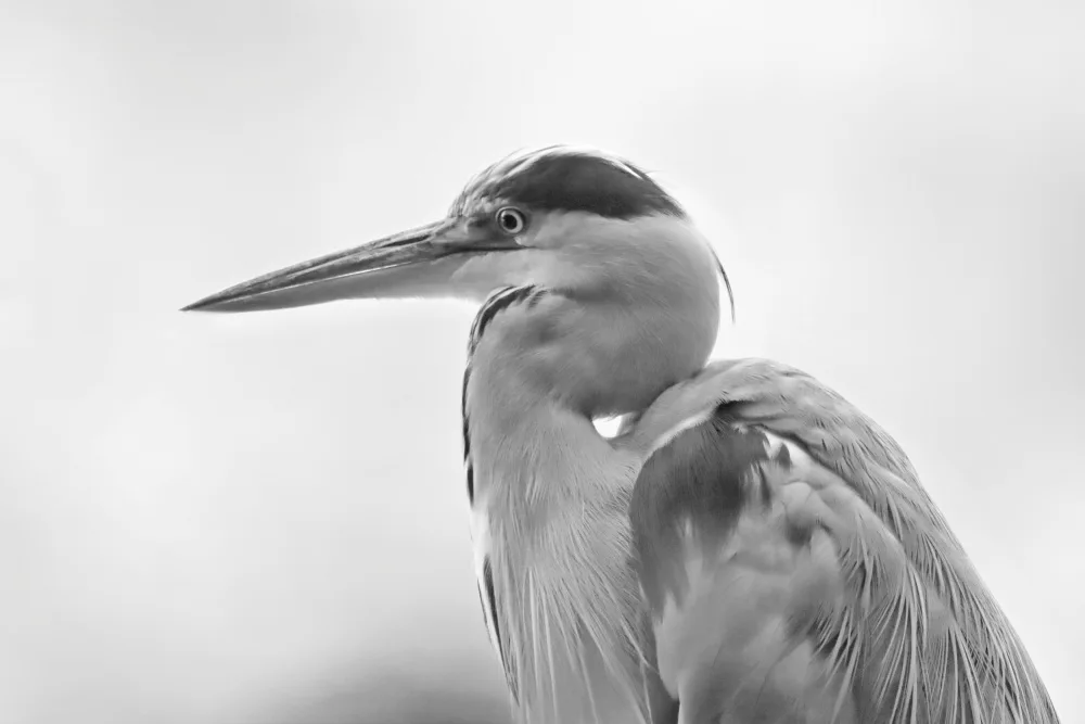 Bencic, Bojan: Heron