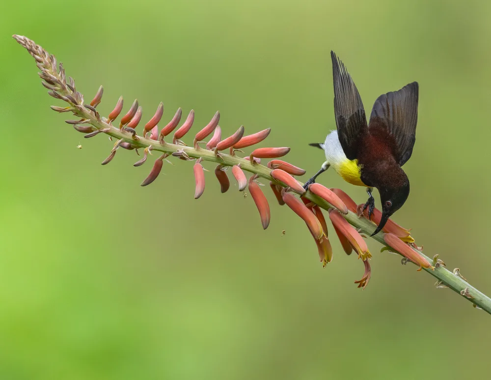 Chakraborty, Chiranjib: Sunbirding