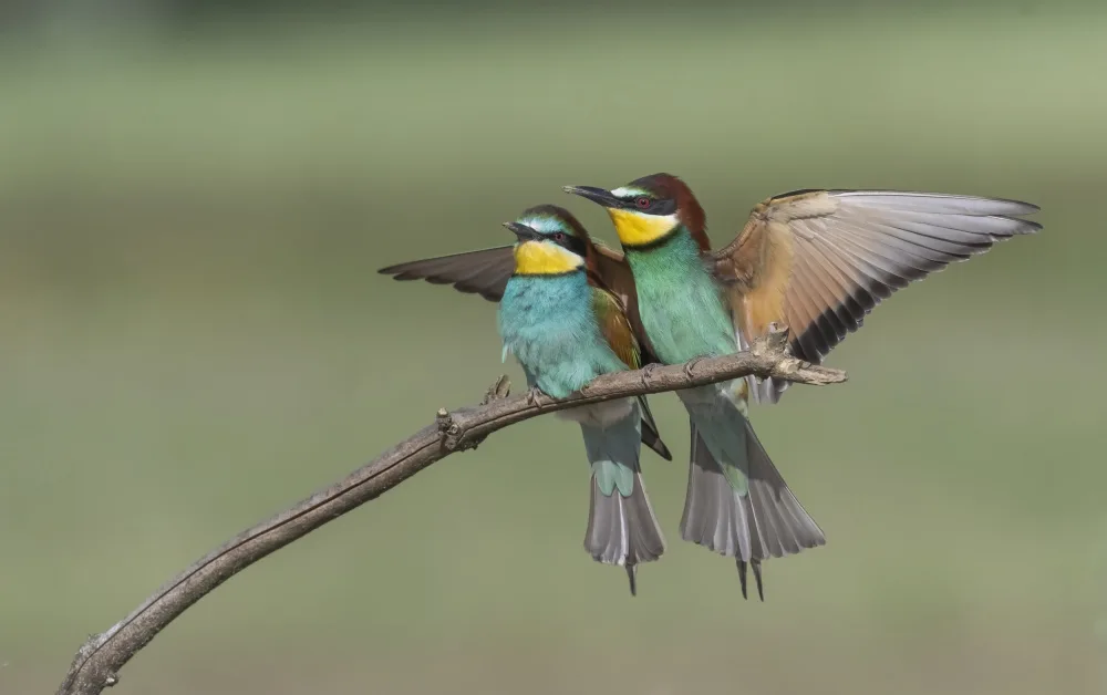 Tadmor, Carmel: Pair of Bee Eater
