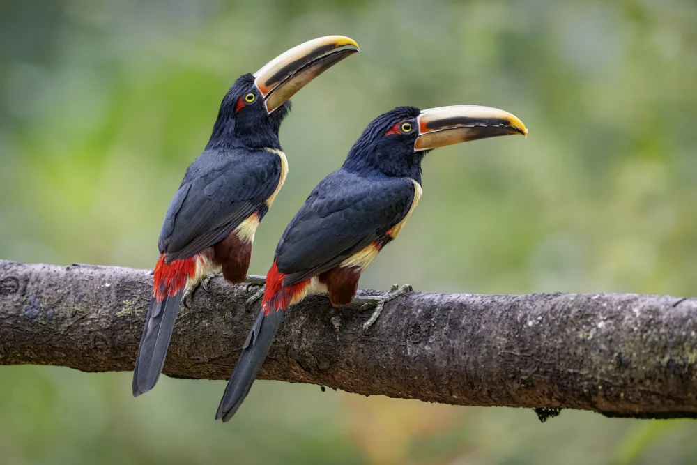 Ge, Robert: Collard Aracari