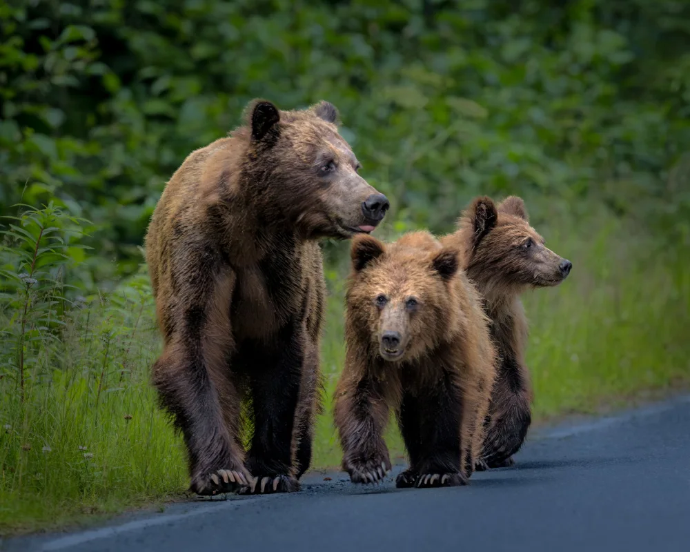 Li, Wanghan: Bear Mom said to her babies:"Watch out before crossing!  Human never follow rules!"
