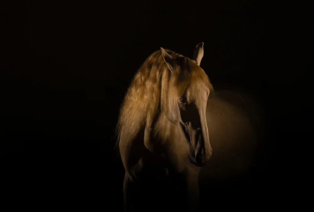 Ciepła, Izabela: gold horse