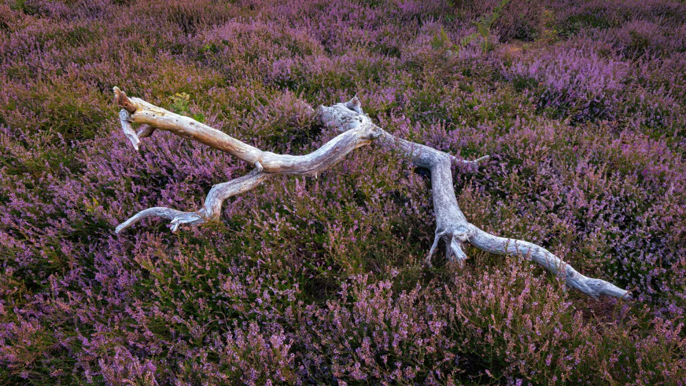 Uddin, Kutub: Heather field