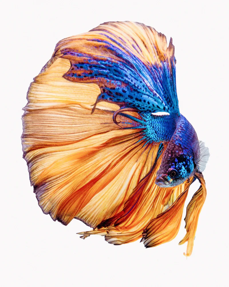 Halil, Andi: Amarillo azul