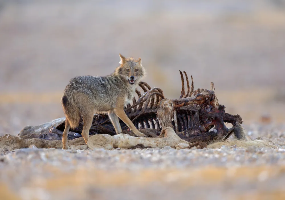 Waldmann, Shlomo: Golden Jackal