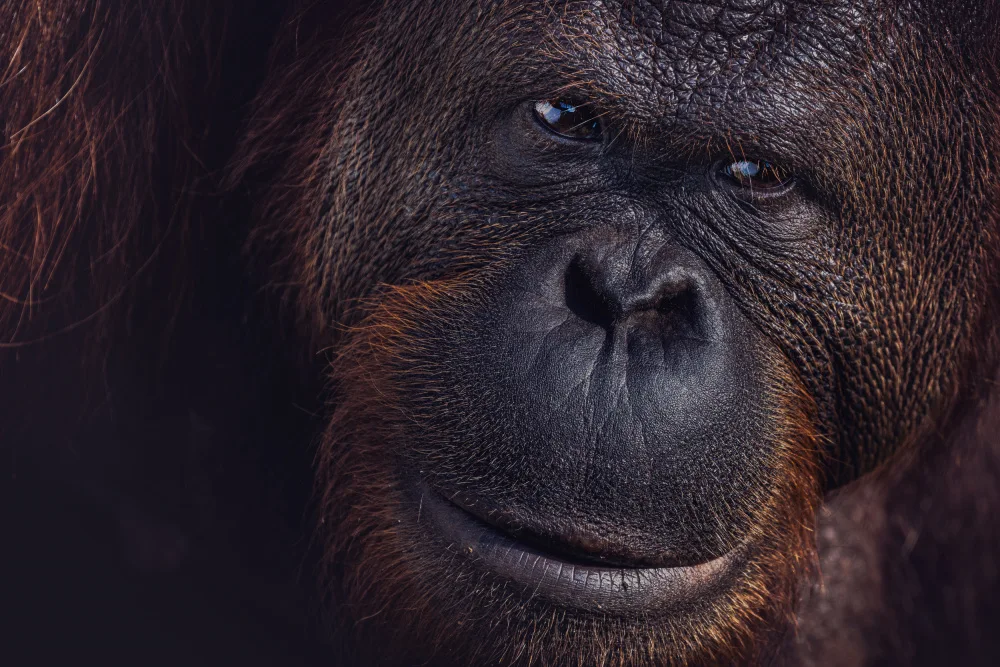 Tagliarino, Marco: Eyes of Borneo