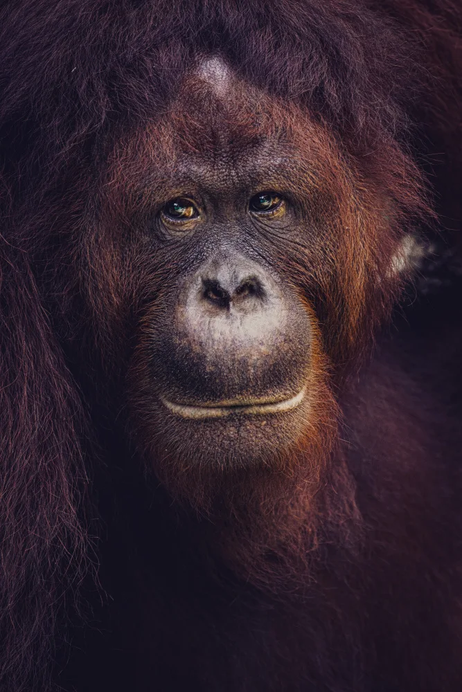 Tagliarino, Marco: Eyes of Borneo