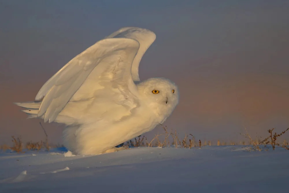 Zuo, Jun: Schneeeule hebt ab