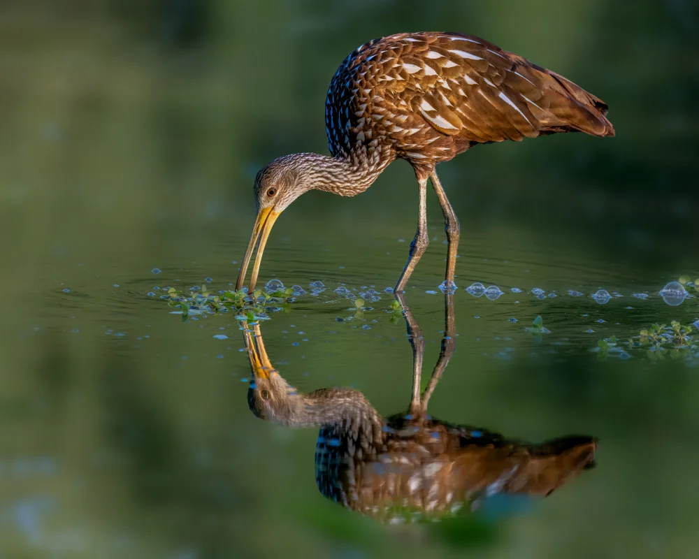 Xu, Jian: Limpkin