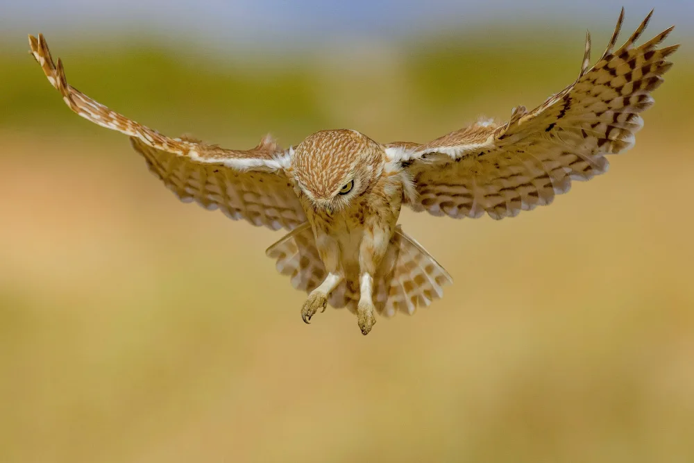 Manusevich, David: Little owl
