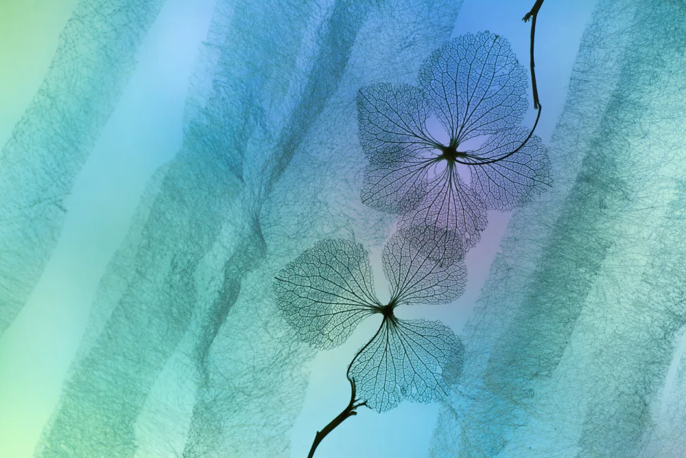 Kowatari, Shihya: Hortensia
