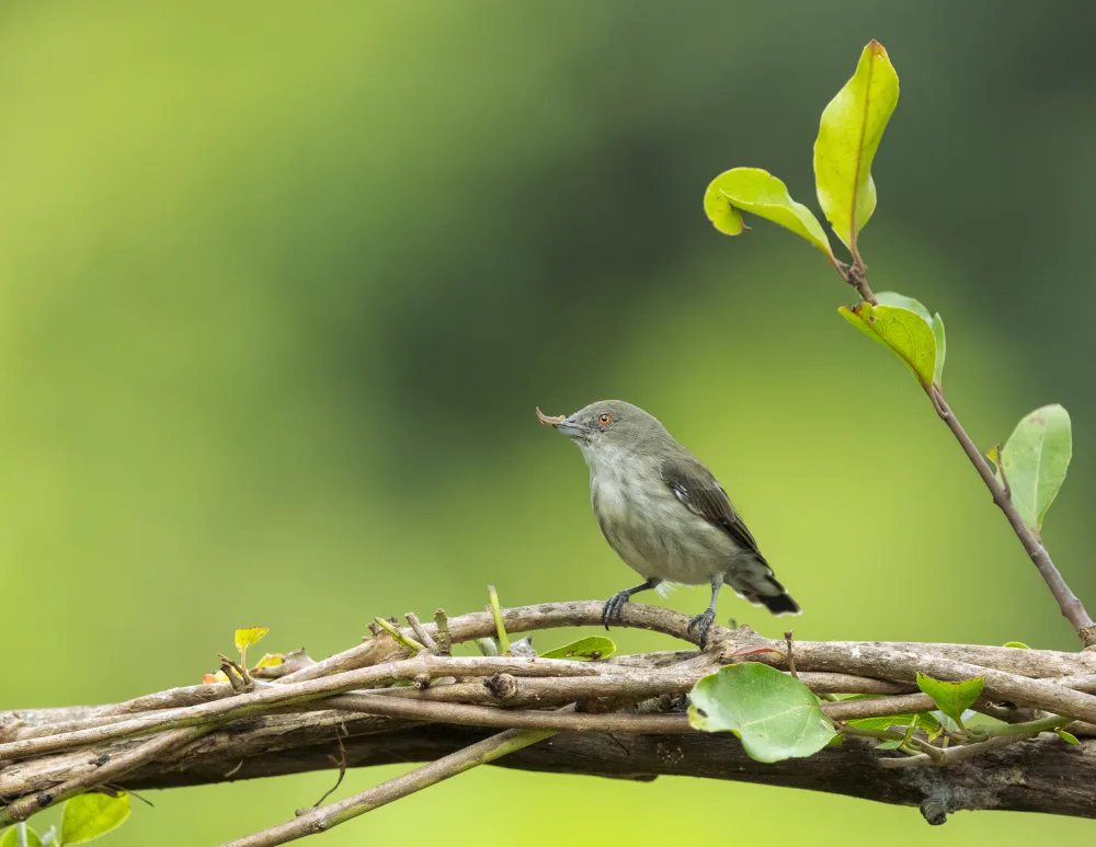Chakraborty, Chiranjib: Flower Pecked