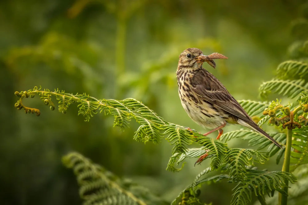 Mahony, O Kieran: Bisbita de pradera con polilla