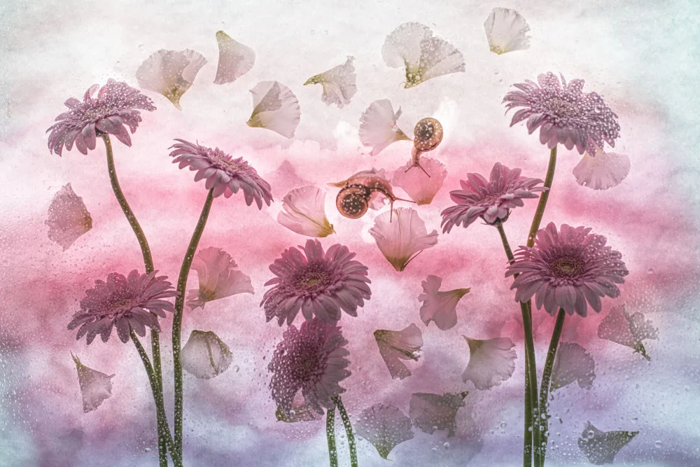 Miharu: poesía rosa