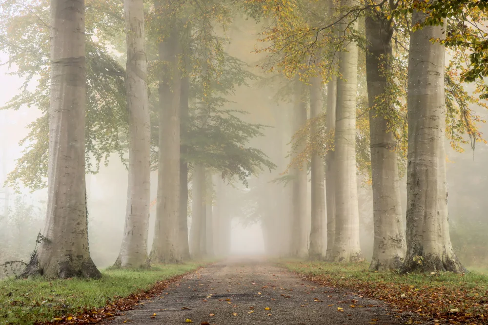 Lee, van Hilda: Faggi nella nebbia autunnale