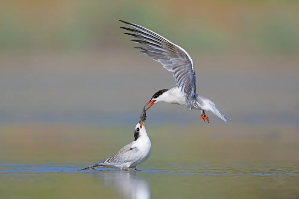 levi, nissim: common Tern