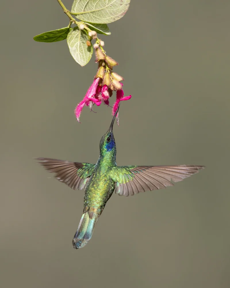 Lu, Bill: Sparkling Violetear