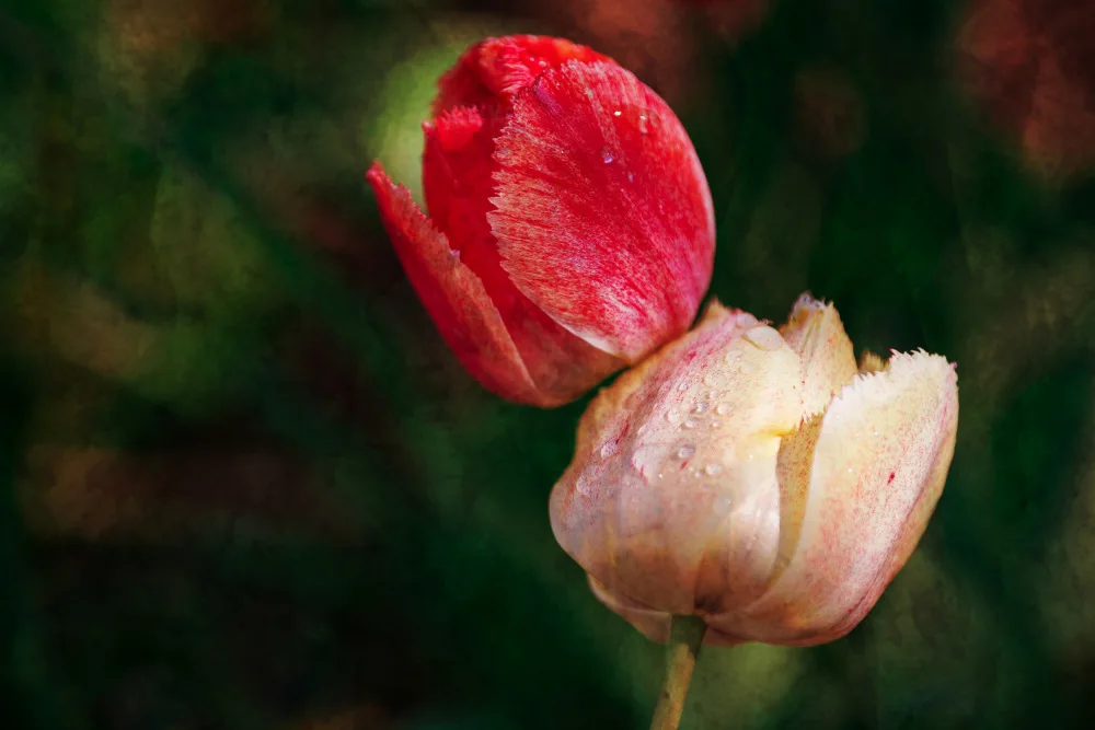 Cui, yang Xiang: Tulips