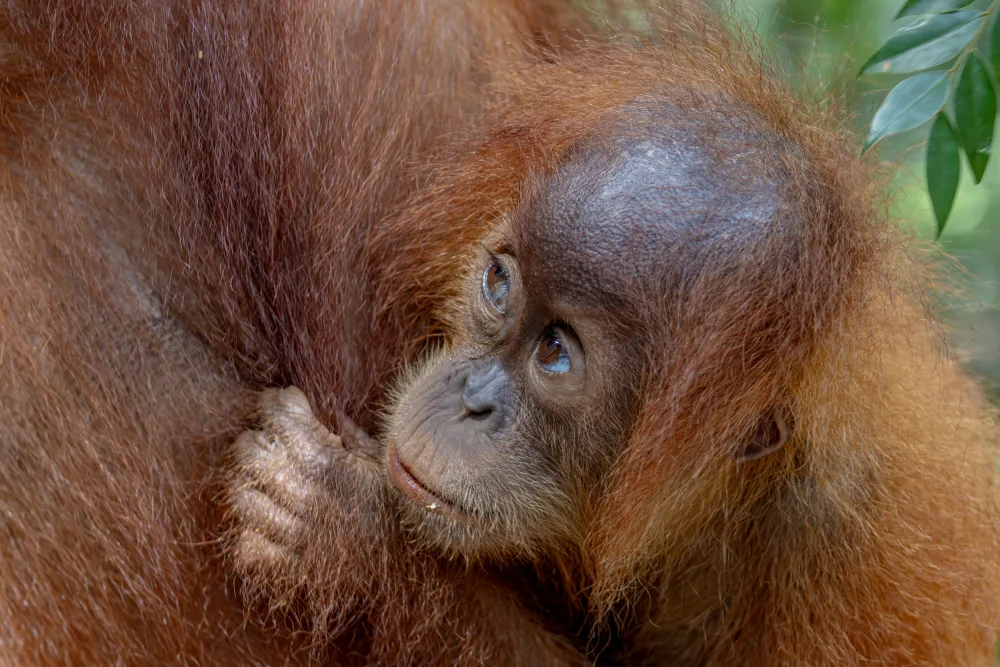 Catta, Alessandro: Baby Orango