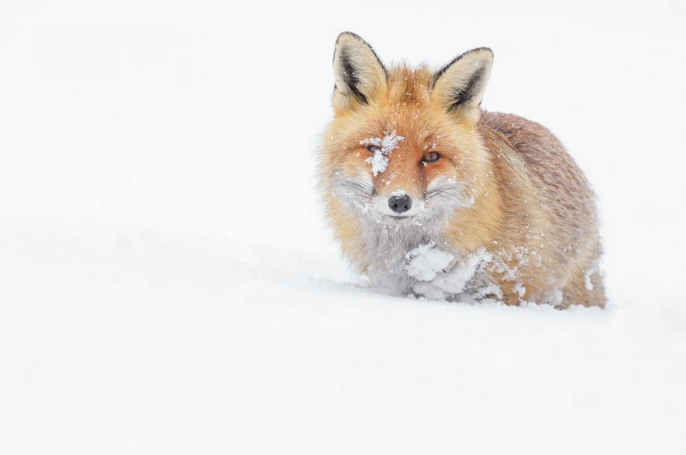 Rossini, Alessandro: Blanket of snow