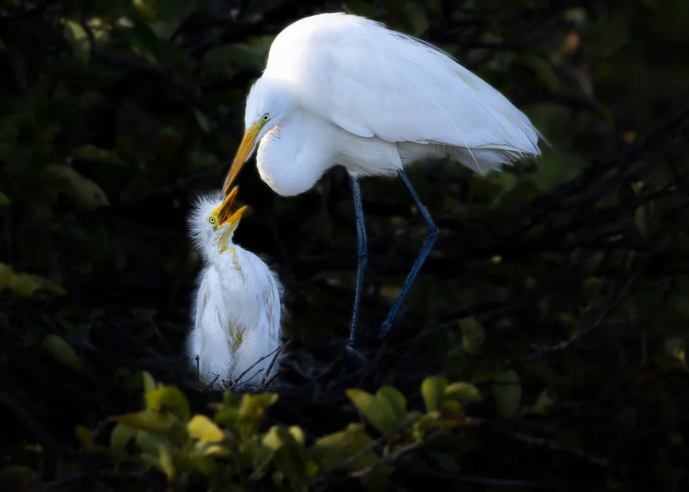 Wang, Ti: Deep affection