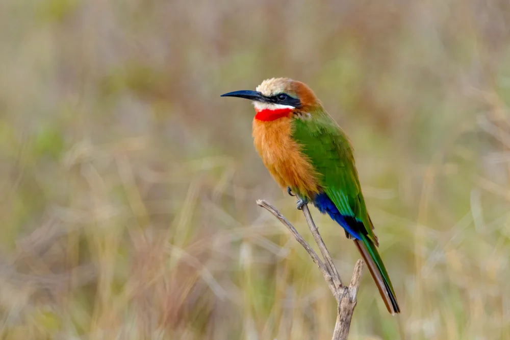 Huang, Johnson: White fronted bee eater