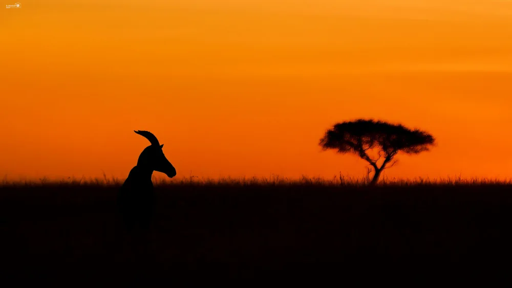 Shroff, Sandeep: Topi at sunrise