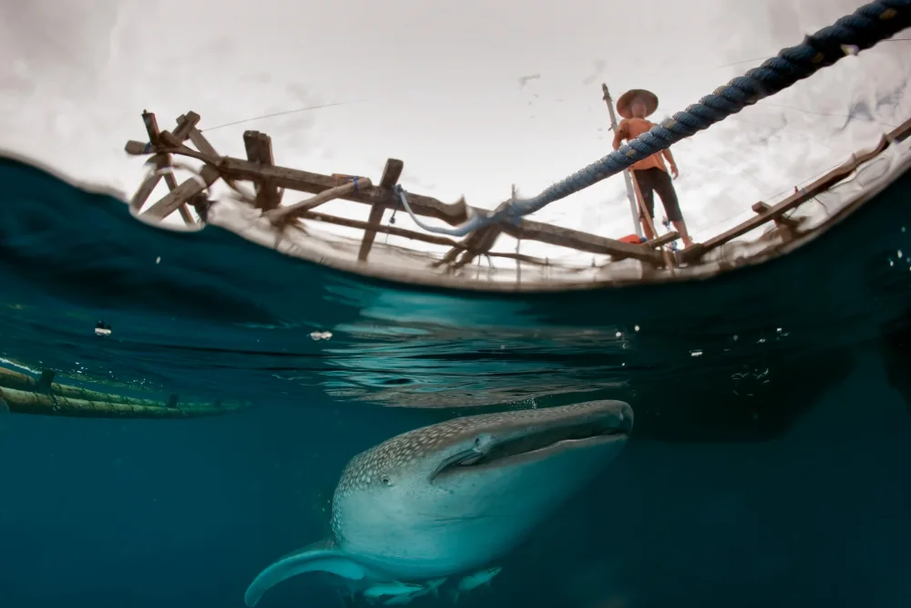 Izzotti, Andrea: Man and shark