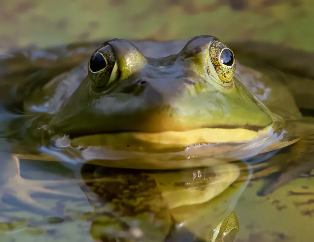 Wallach, W Jon: Bullfrog