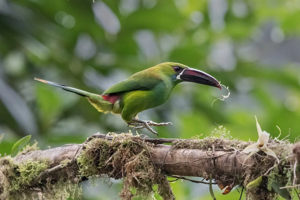 Ge, Robert: Crimson_Rumped Toucanet