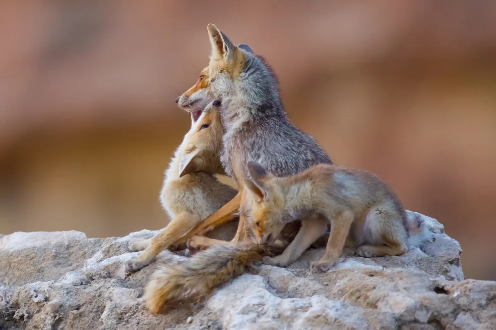 Manusevich, David: Fox family