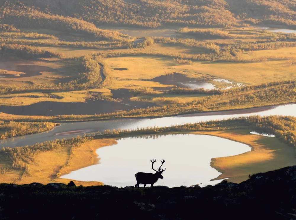 Rind, Matyáš: Reindeer in Swedish landscape