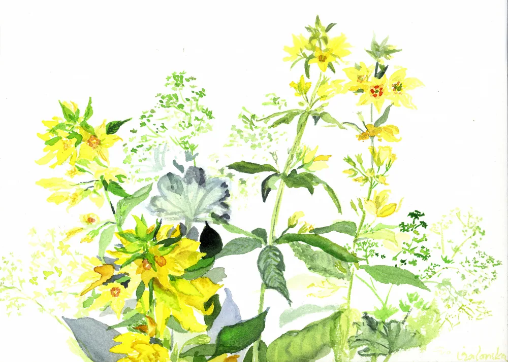 Galonska, Eva: Flores silvestres en los Erzgebirge