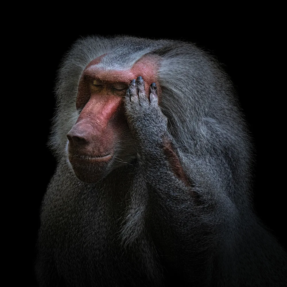 Tsikiridis, Georgios: The thinker (Guinea-Pavian)