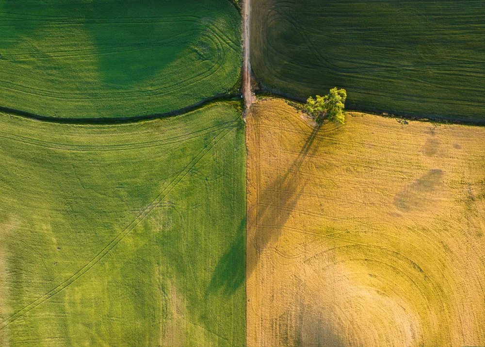 Dou, Shenshen: Un árbol en el campo agrícola