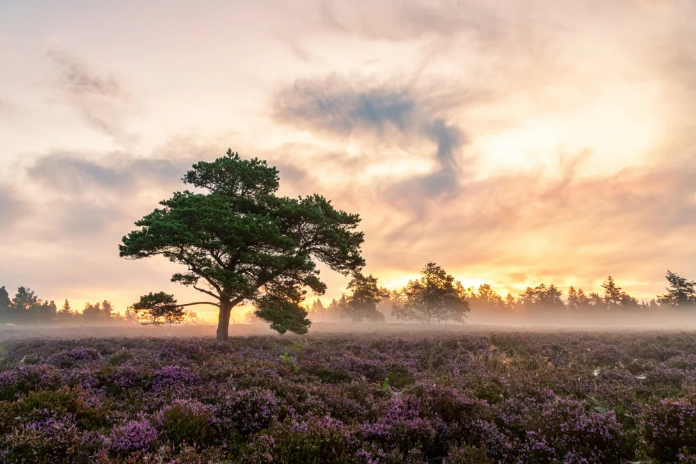 Løndal, Leif: L'arbre sur la bruyère.