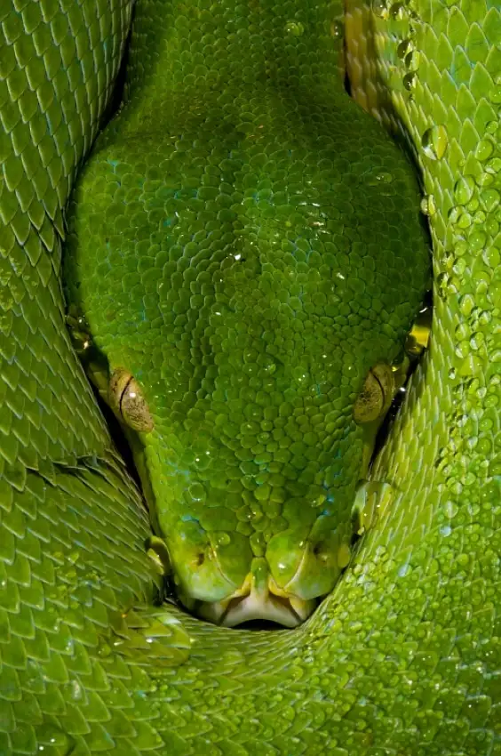 Hakonsen, Thor: Morelia viridis - Pitón arbórea verde