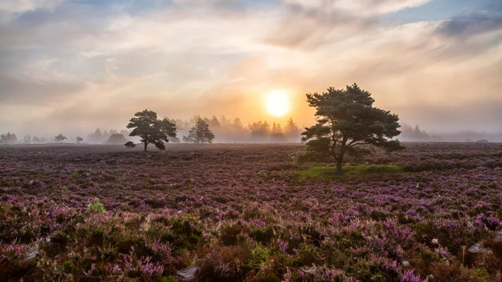 Løndal, Leif: Arbres sur la bruyère.